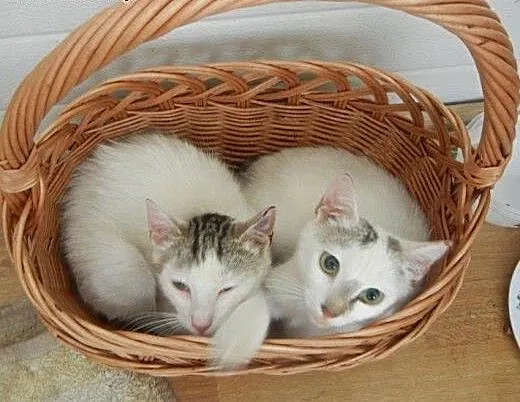 Igiełka i Nitka do adopcji!, łódzkie Łódź