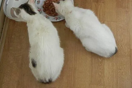 Igiełka i Nitka do adopcji!,  łódzkie Łódź
