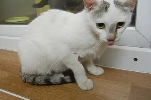 Igiełka i Nitka do adopcji!,  łódzkie Łódź