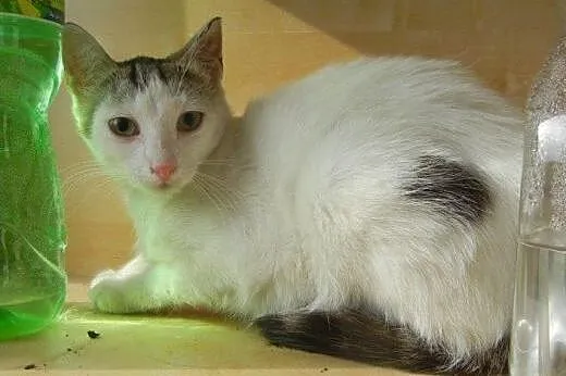 Igiełka i Nitka do adopcji!,  łódzkie Łódź