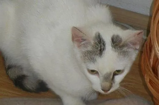 Igiełka i Nitka do adopcji!,  łódzkie Łódź
