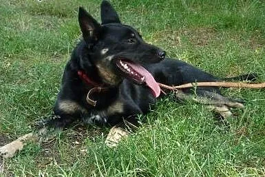 Heniuś młody żywiołowy piesek poleca się do adopcj