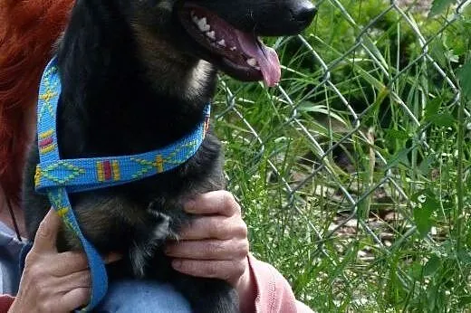 Heniuś młody żywiołowy piesek poleca się do adopcj
