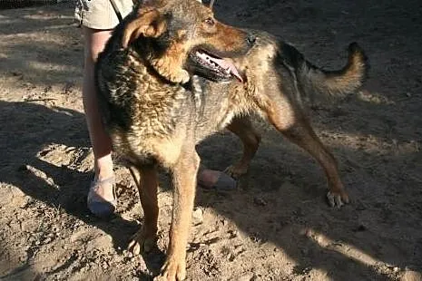 Balto ma ok. 5 lat.Za opiekę odwdzięcza się, jak umie najlepiej,  małopolskie Kraków