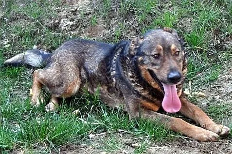 Balto ma ok. 5 lat.Za opiekę odwdzięcza się, jak u