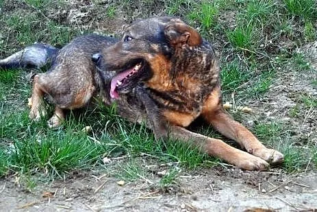 Balto ma ok. 5 lat.Za opiekę odwdzięcza się, jak u