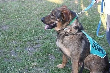 Balto ma ok. 5 lat.Za opiekę odwdzięcza się, jak u