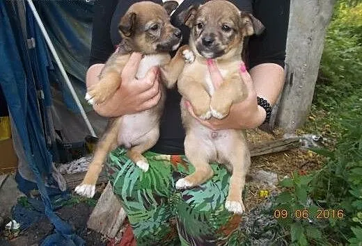 Giga i Gizmo, opolskie Opole