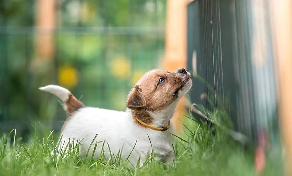 Śliczna wesoła sunia - Jack Russell Terrier - włos złamany - ZKwP FCI, Małopolskie, Kraków