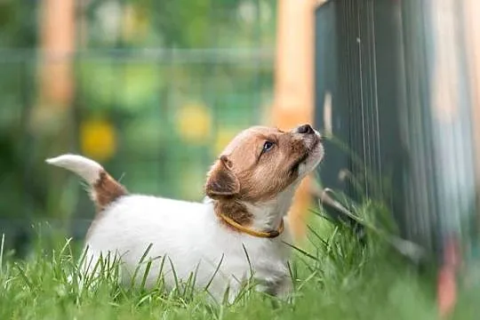 Śliczna wesoła sunia - Jack Russell Terrier - włos złamany -  ZKwP FCI, Małopolskie, Kraków