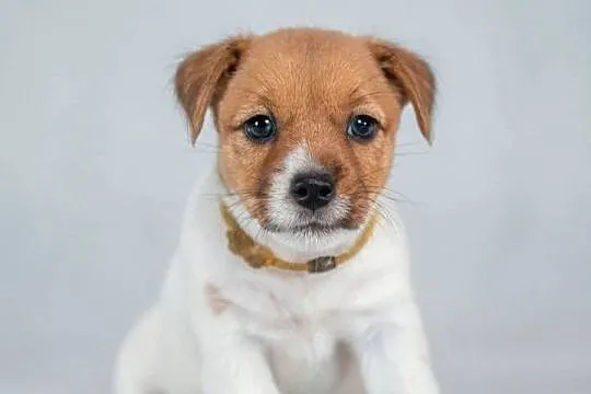 Śliczna wesoła sunia - Jack Russell Terrier - włos złamany -  ZKwP FCI, Małopolskie, Kraków