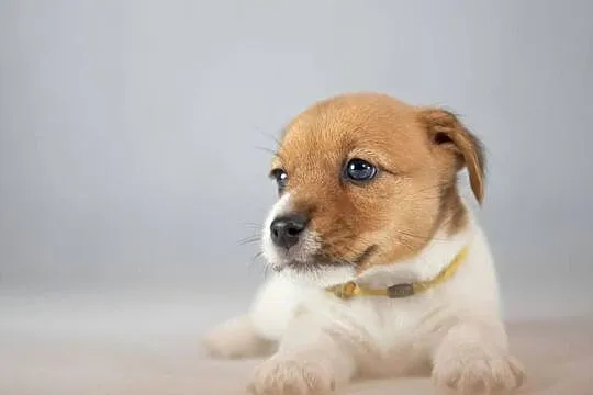 Śliczna wesoła sunia - Jack Russell Terrier - włos złamany -  ZKwP FCI, Małopolskie, Kraków