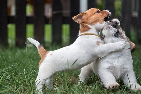 Śliczna wesoła sunia - Jack Russell Terrier - włos złamany -  ZKwP FCI, Małopolskie, Kraków