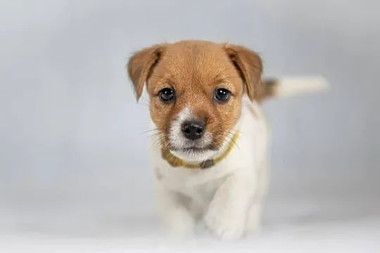 Śliczna wesoła sunia - Jack Russell Terrier - włos złamany -  ZKwP FCI, Małopolskie, Kraków