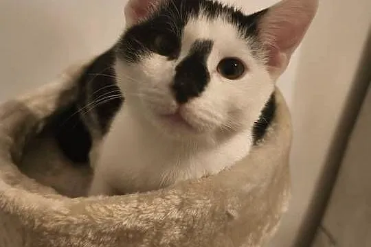 Młody kocurek do adopcji