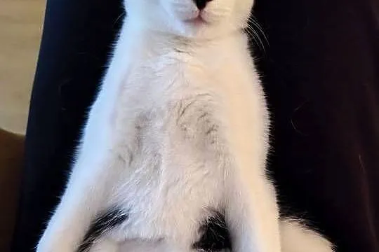 Młody kocurek do adopcji, Lubuskie, Gorzów Wielkopolski