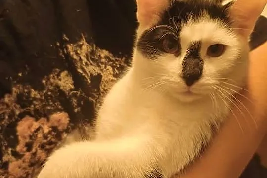 Młody kocurek do adopcji, Lubuskie, Gorzów Wielkopolski