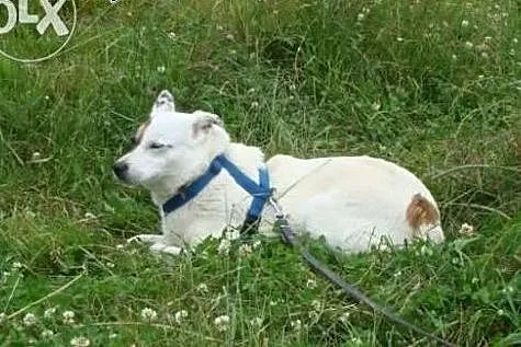Tola błaga o dom !!!,  śląskie Dąbrowa Górnicza