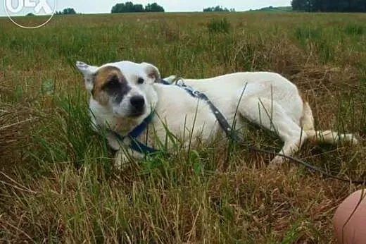 Tola błaga o dom !!!,  śląskie Dąbrowa Górnicza