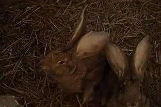 Sprzedam króliki, Łódzkie, Strzelce Wielkie