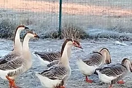 Gęsi landers i garbonosa