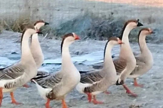 Gęsi landers i garbonosa, Lubuskie, Lubiszyn