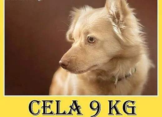 9kg,mała,domowa suczka, z kanapy do schroniska. PI