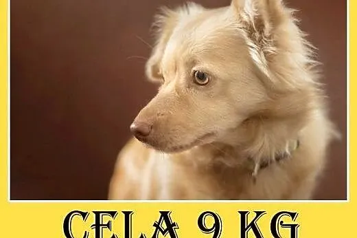 9kg,mała,domowa suczka, z kanapy do schroniska. PI
