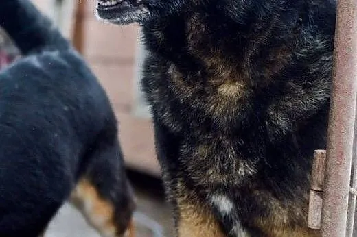 Porzucona Sonia, grzeczna, bezkonfliktowa - niezwy