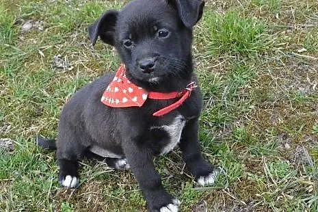 KIDO – ok. 2 kg MIKRUS, 8 tyg szczeniaczek - adopcja!,  małopolskie Kraków