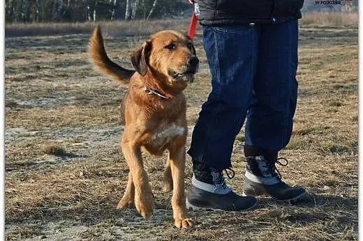 Lejla przyjaciółka dla całej rodziny,  mazowieckie