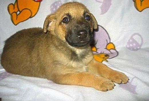 Sunia mix owczarka 7 tyg.adopcja!!, świętokrzyski