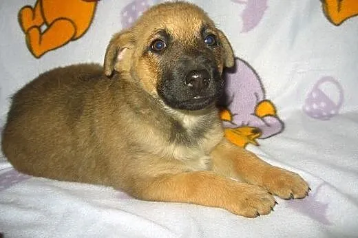 Sunia mix owczarka 7 tyg.adopcja!!, świętokrzyskie Kielce