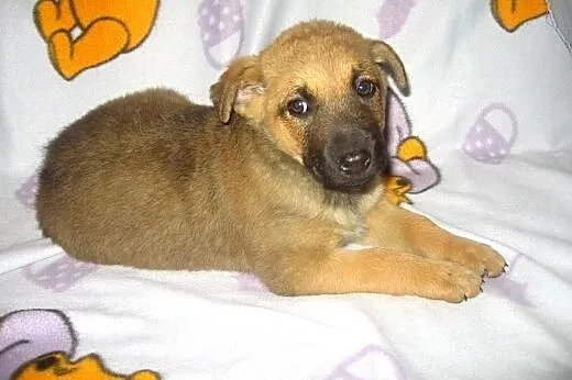 Sunia mix owczarka 7 tyg.adopcja!!,  świętokrzyski