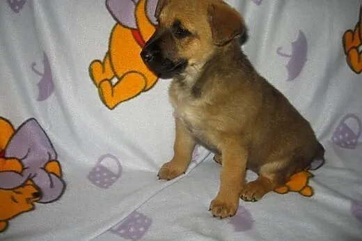 Sunia mix owczarka 7 tyg.adopcja!!,  świętokrzyski
