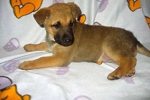 Sunia mix owczarka 7 tyg.adopcja!!,  świętokrzyski