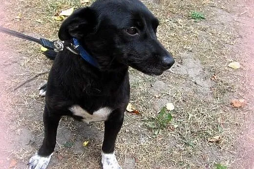 Muszka-psi anioł,wysterylizowana,adopcja!!,  małopolskie Kraków
