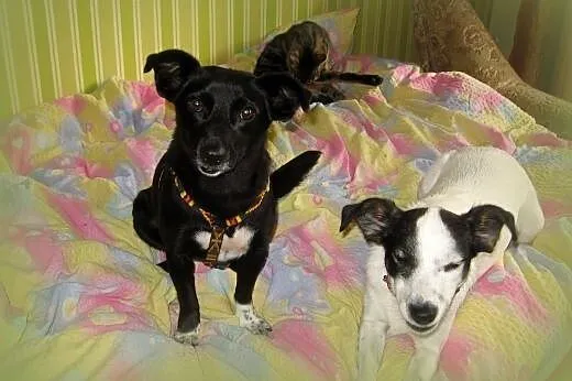Muszka-psi anioł,wysterylizowana,adopcja!!,  małop
