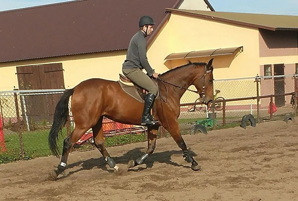 Klacz - do sportu lub hodowli, ,