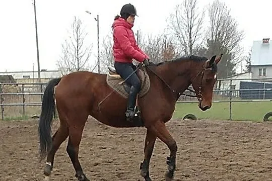Klacz - do sportu lub hodowli, , 