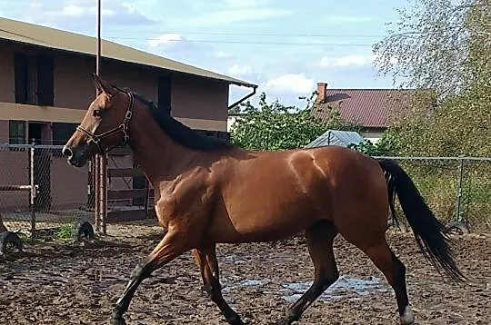 Klacz - do sportu lub hodowli, , 