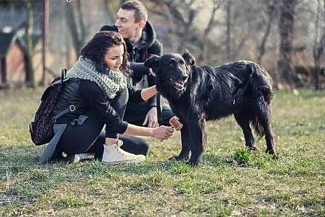 Nortonka, rodzinna i czujna, super pies towarzysz,