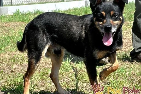 MALI-wesoły, radosny, pogodny i grzeczny psiak-BARDZO dobry przyjaciel, adopcja, Małopolskie, Kraków