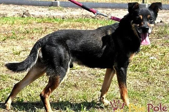 MALI-wesoły, radosny, pogodny i grzeczny psiak-BARDZO dobry przyjaciel, adopcja, Małopolskie, Kraków