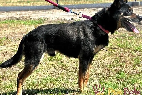 MALI-wesoły, radosny, pogodny i grzeczny psiak-BARDZO dobry przyjaciel, adopcja, Małopolskie, Kraków