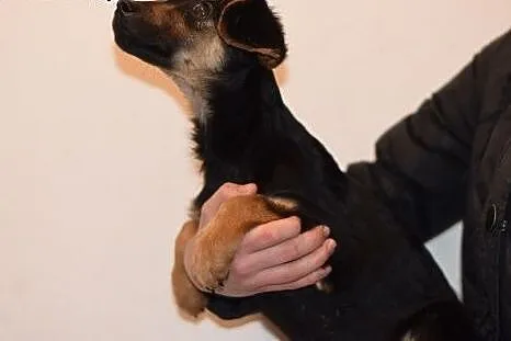 3mies. szczeniak,jamnik mix,mały,wesoły,rezolutny piesek FAFIK.Adopcja,  śląskie Katowice