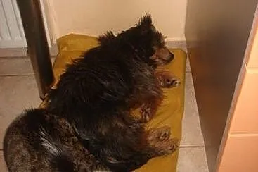 MIMI, do noszenia na rączkach,  dolnośląskie Wrocł