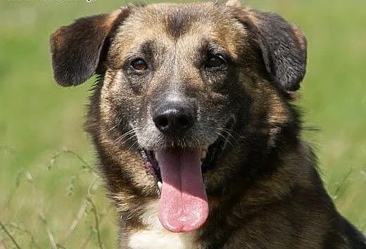 Albert :) pies, adopcja, lubuskie Gorzów Wielkopo