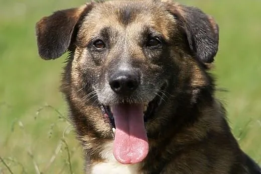 Albert :) pies, adopcja, lubuskie Gorzów Wielkopolski
