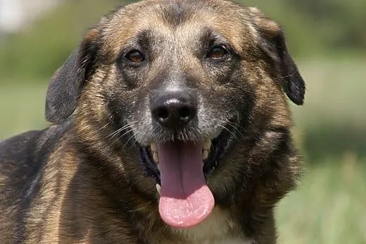 Albert :) pies, adopcja,  lubuskie Gorzów Wielkopo